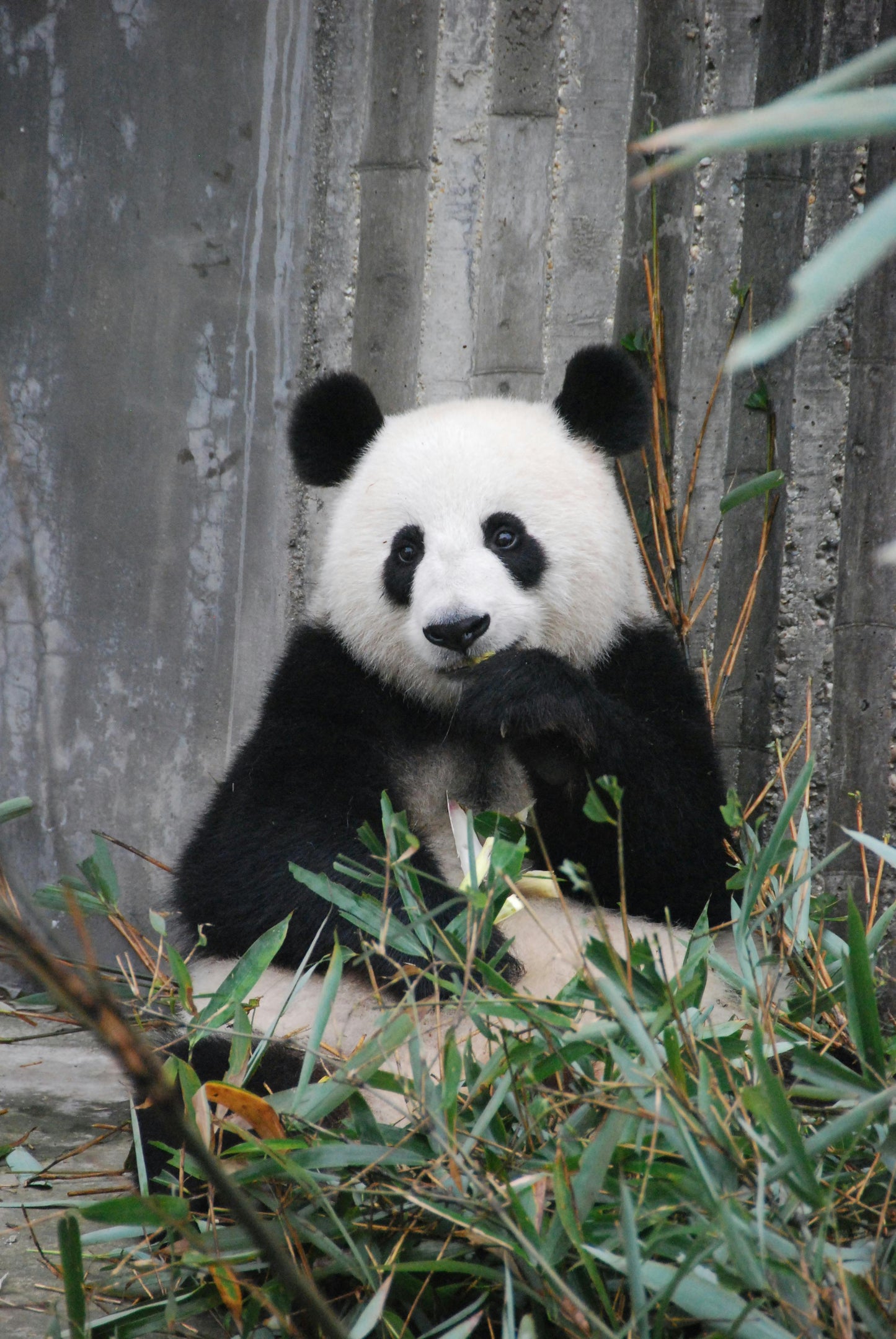 Panda