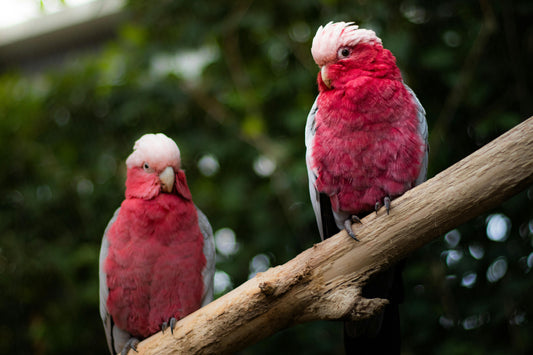 Galah